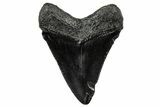 Serrated, Juvenile Megalodon Tooth - South Carolina #302165-1